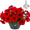 Afbeelding van HP27 Petunia Red